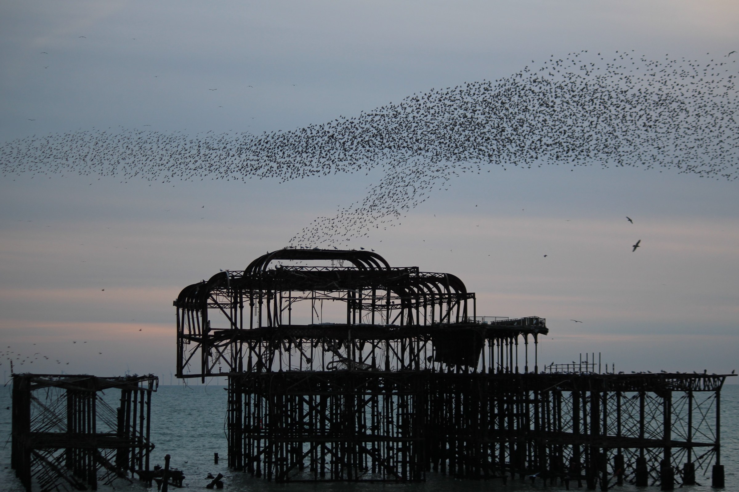 A large murmuration of starlings sweeping over Brighton West Pier at dusk