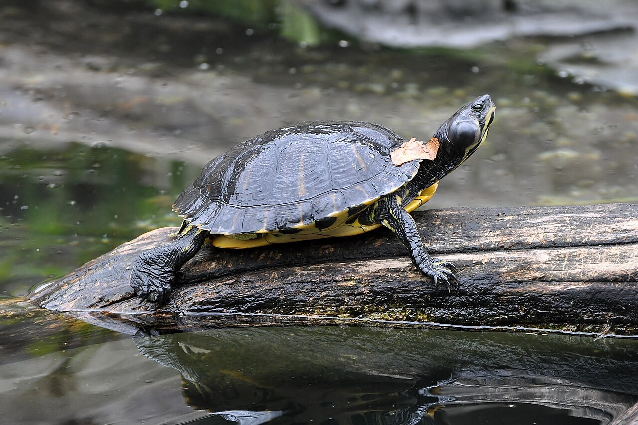 Yellow-bellied slider basking on a log above water