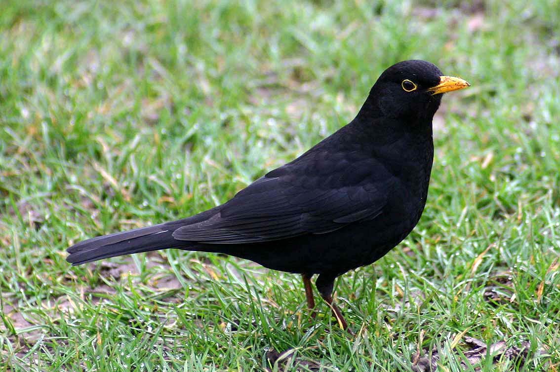 Male Eurasian blackbird standing on grass in a Surrey garden