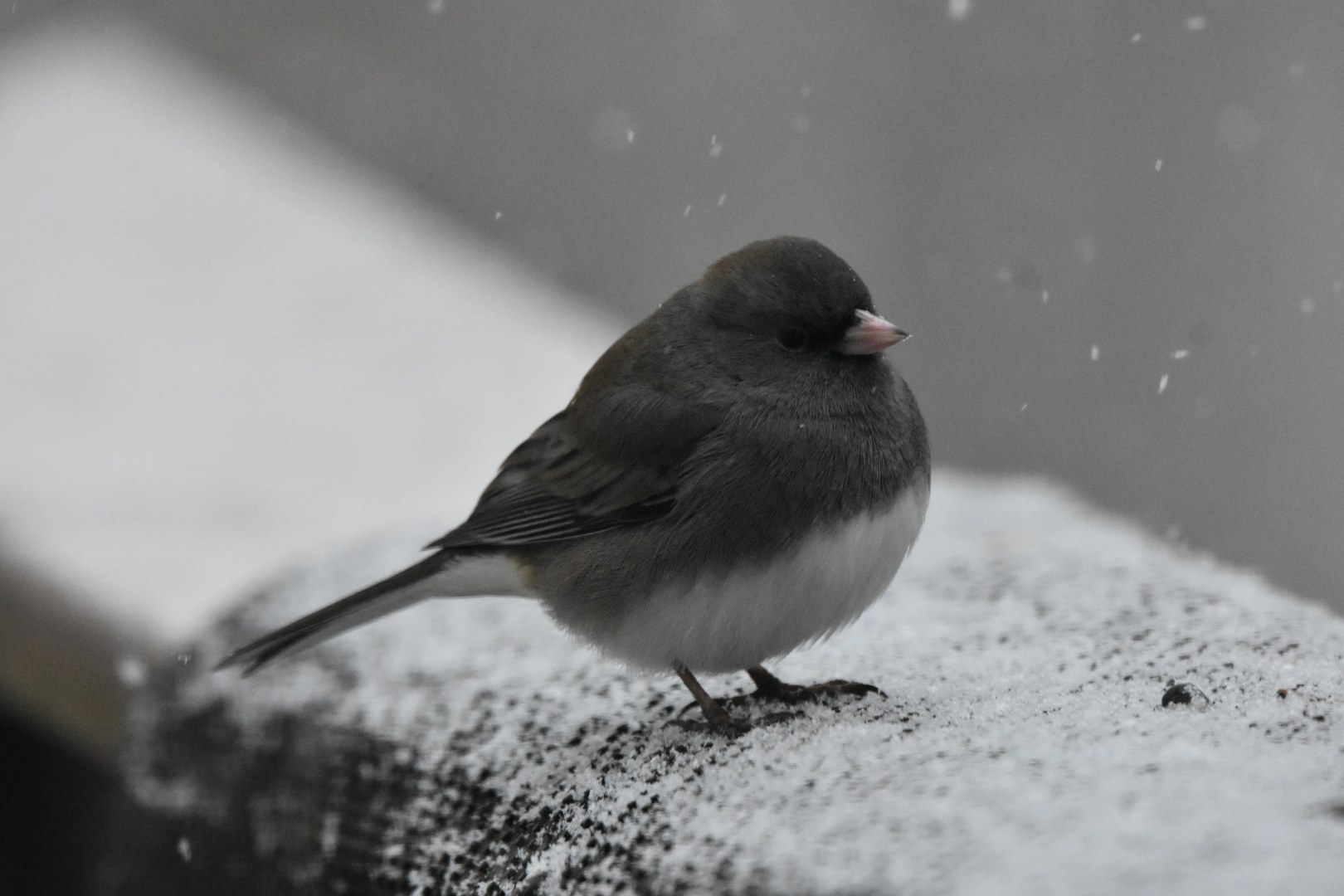 Dark-eyed junco standing on a snow-covered ledge