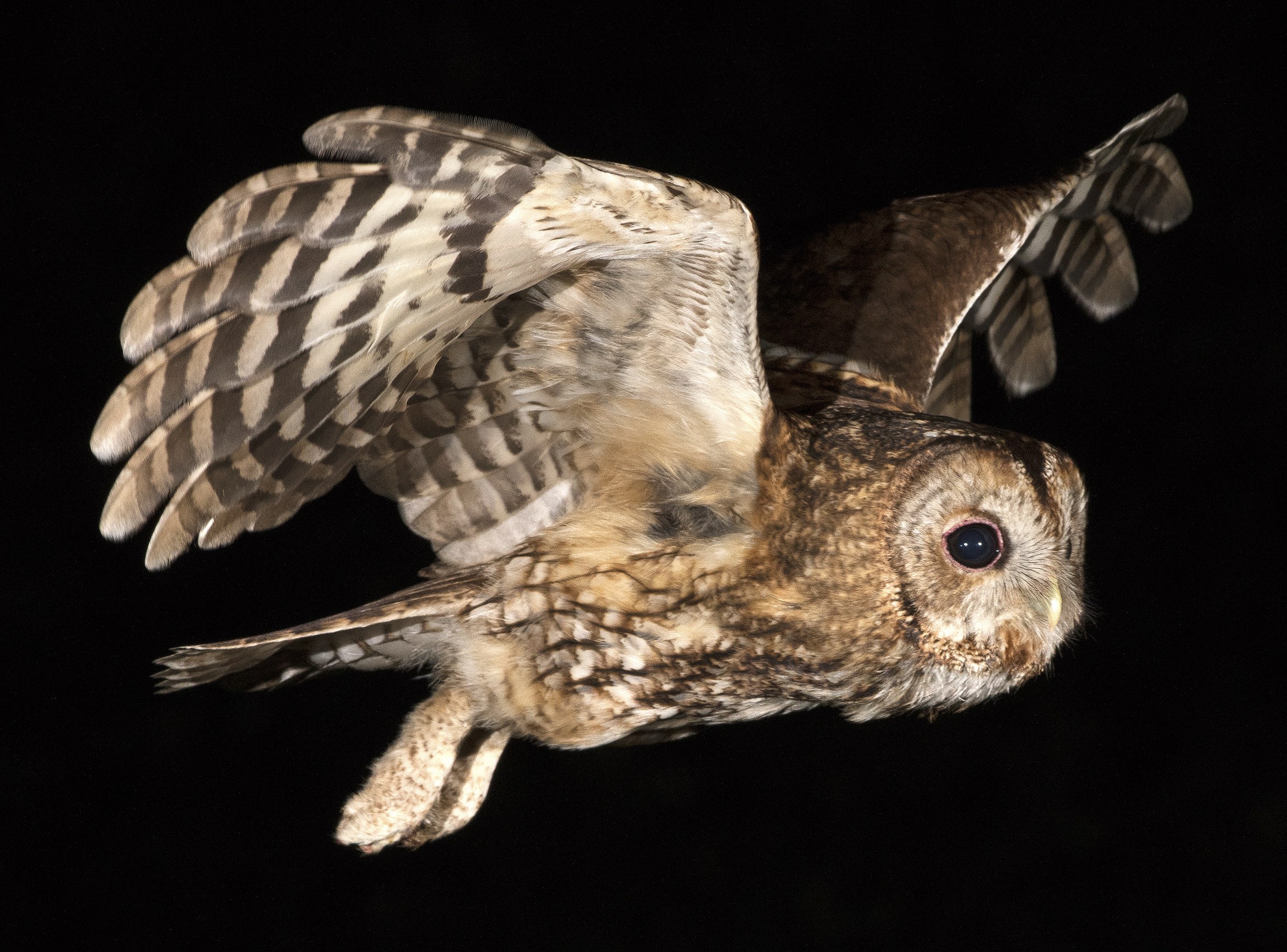 A tawny owl flying at night against a black background