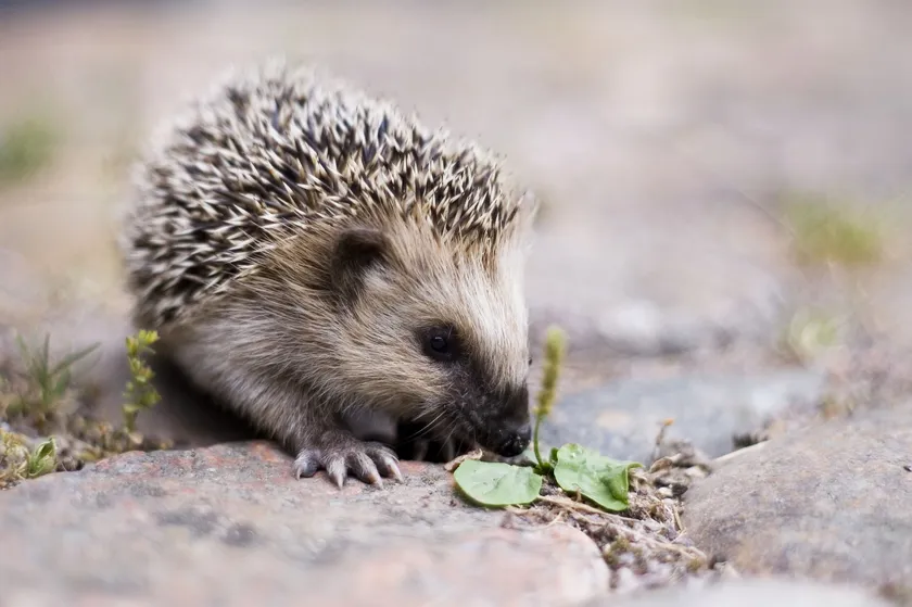 Young European hedgehog on paving beside small plants