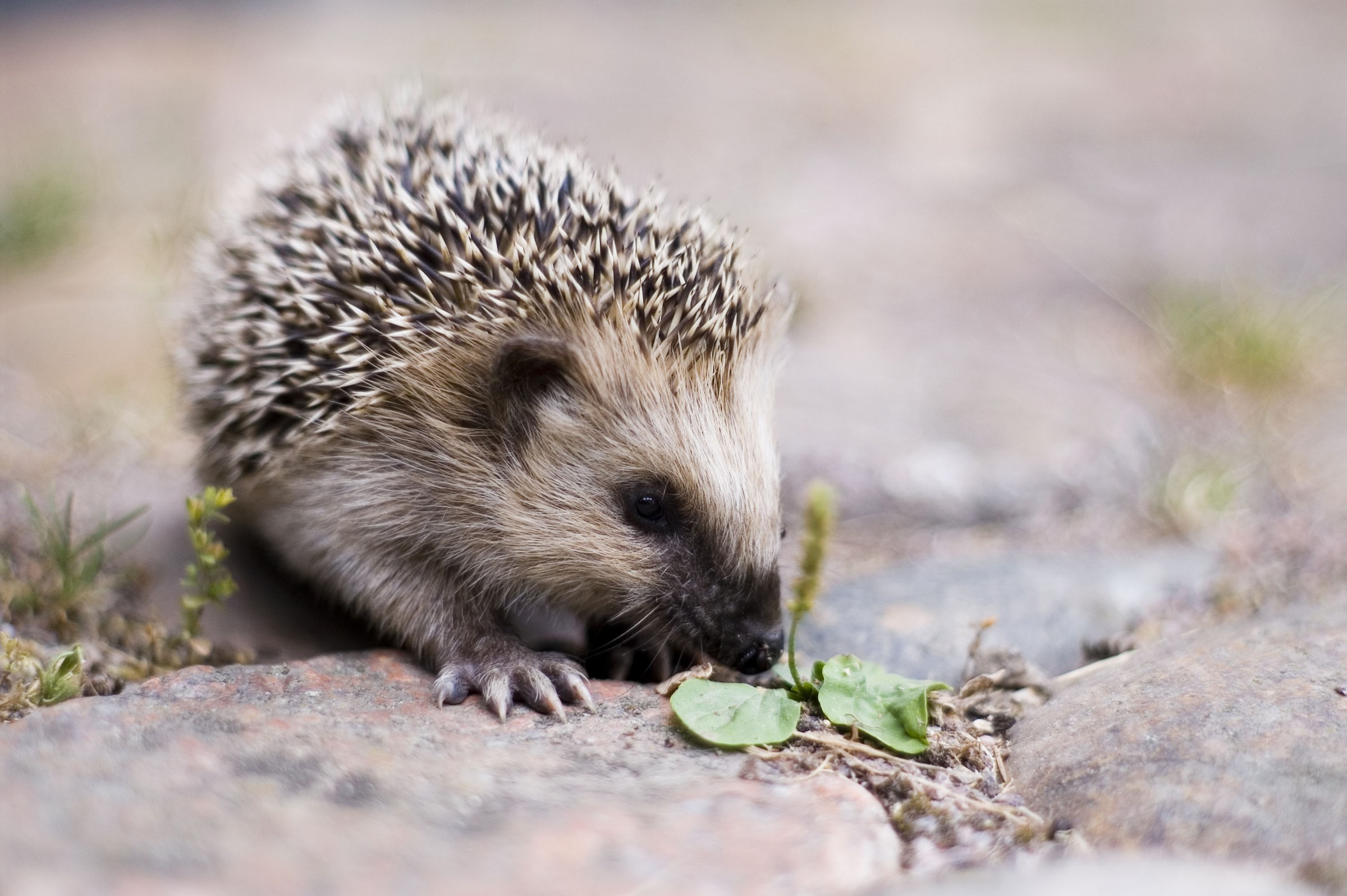 Young European hedgehog on paving beside small plants