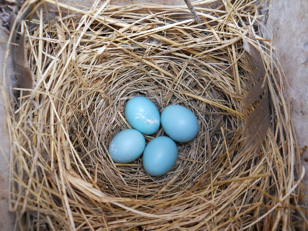Four pale blue bluebird eggs in a grass nest inside a nest box