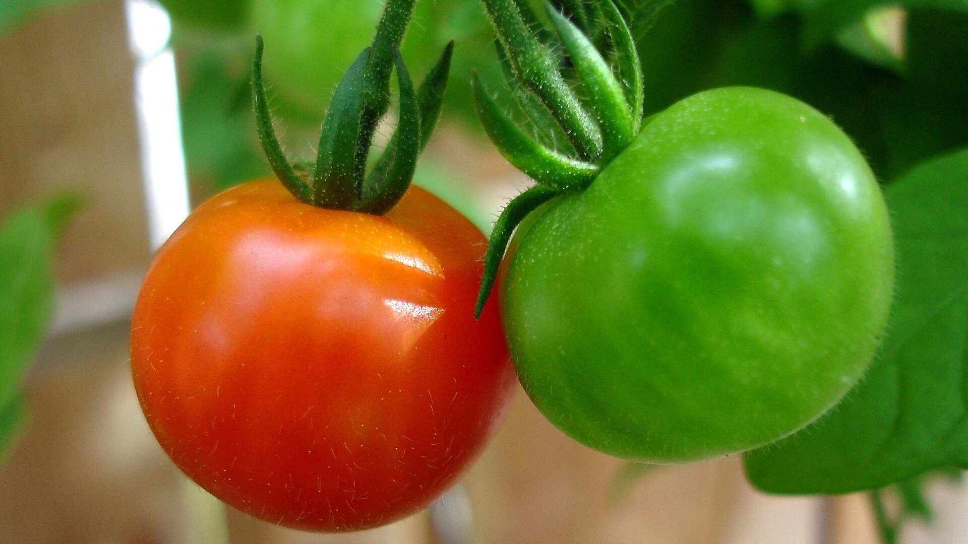 One red and one green cherry tomato still attached to the vine
