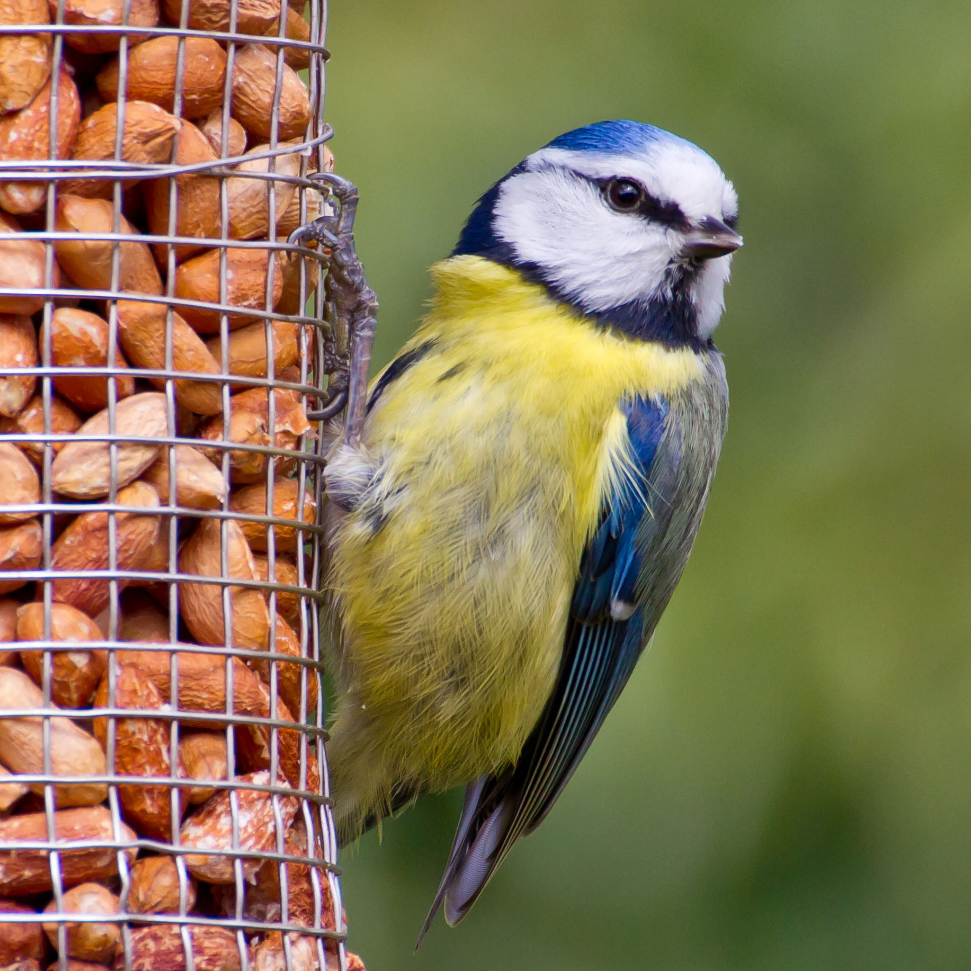 Blue tit gripping a wire mesh peanut feeder with its feet