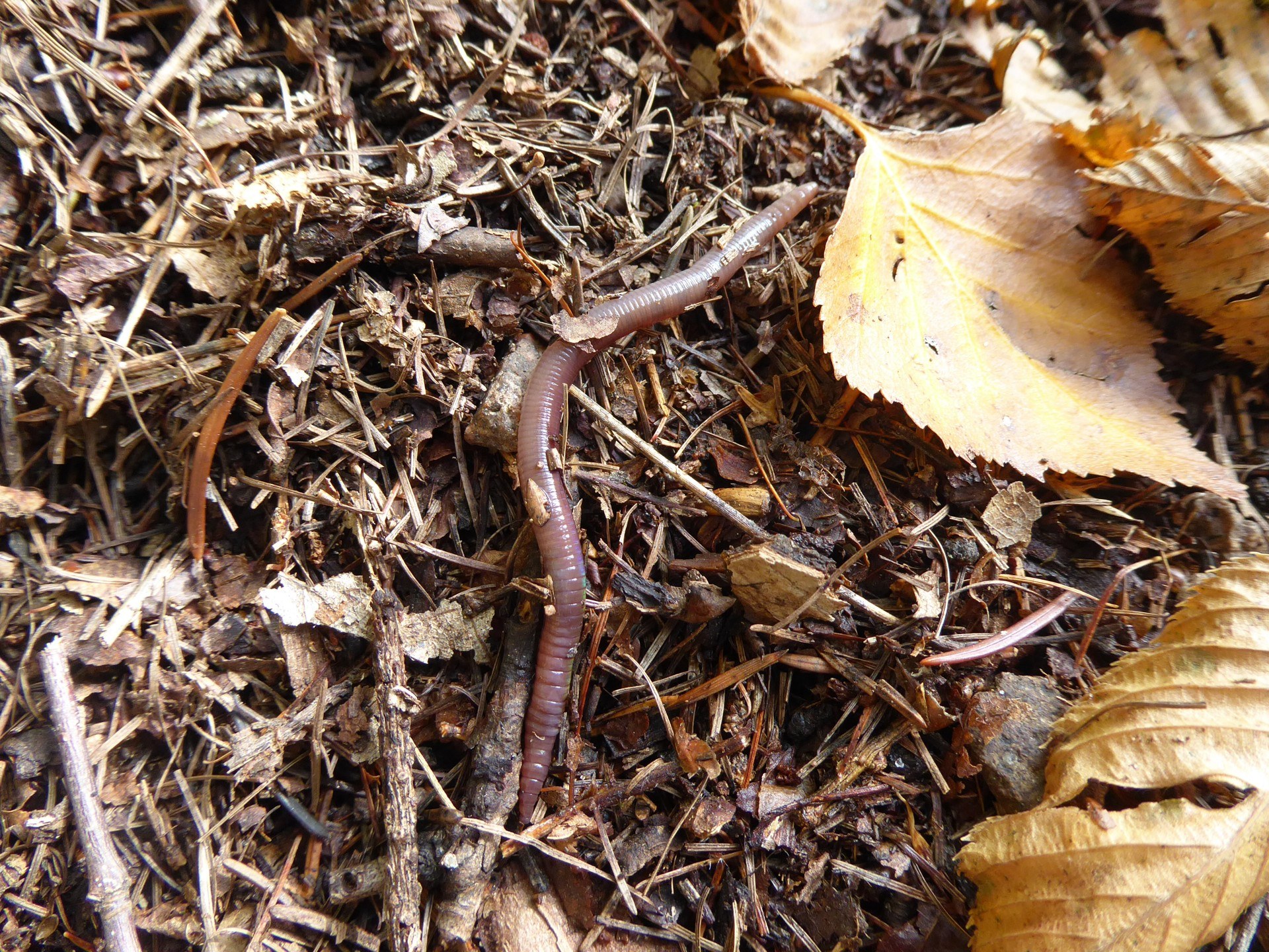 Earthworm on soil among fallen leaves and small twigs