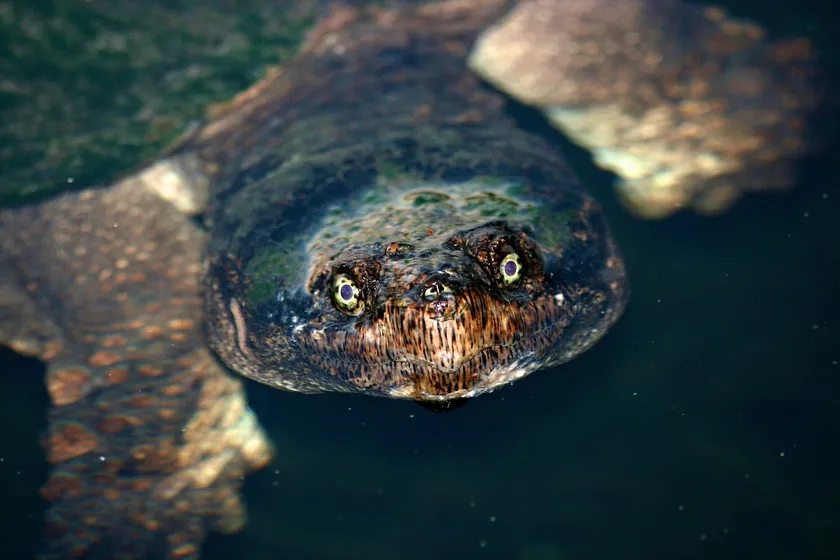 Freshwater turtle facing the camera with its head above lake water