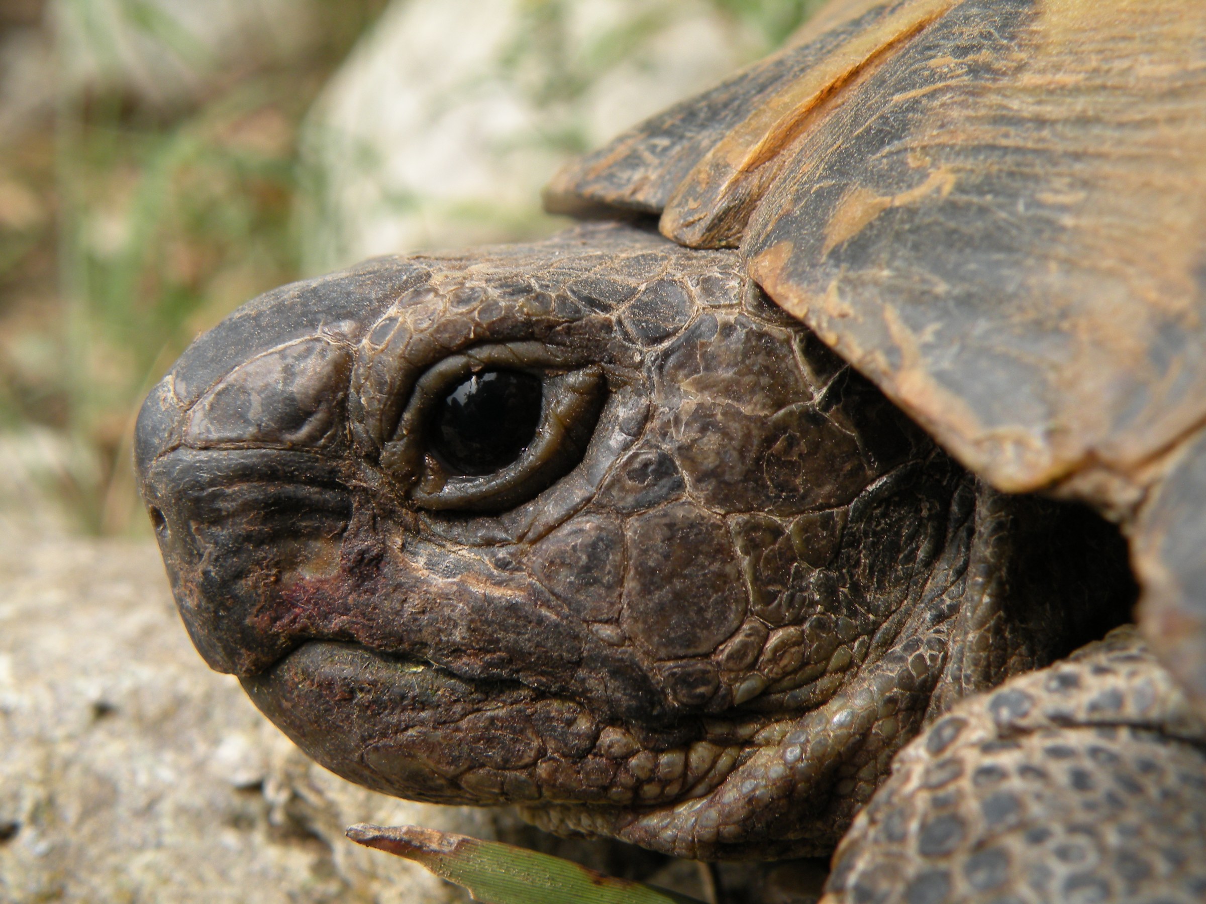 Close-up of the head and beak of a spur-thighed tortoise