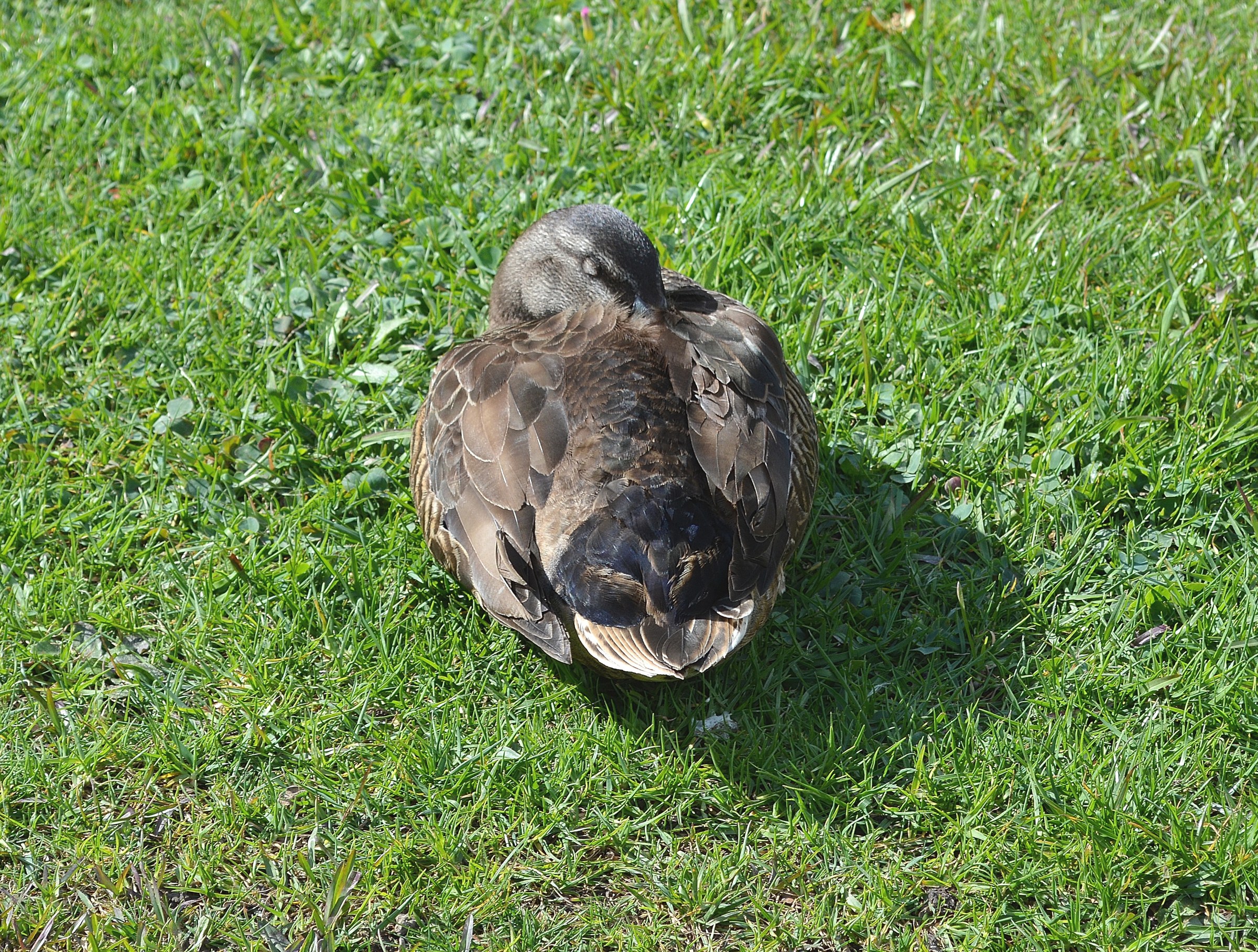 Mallard resting on grass with its head tucked into its feathers