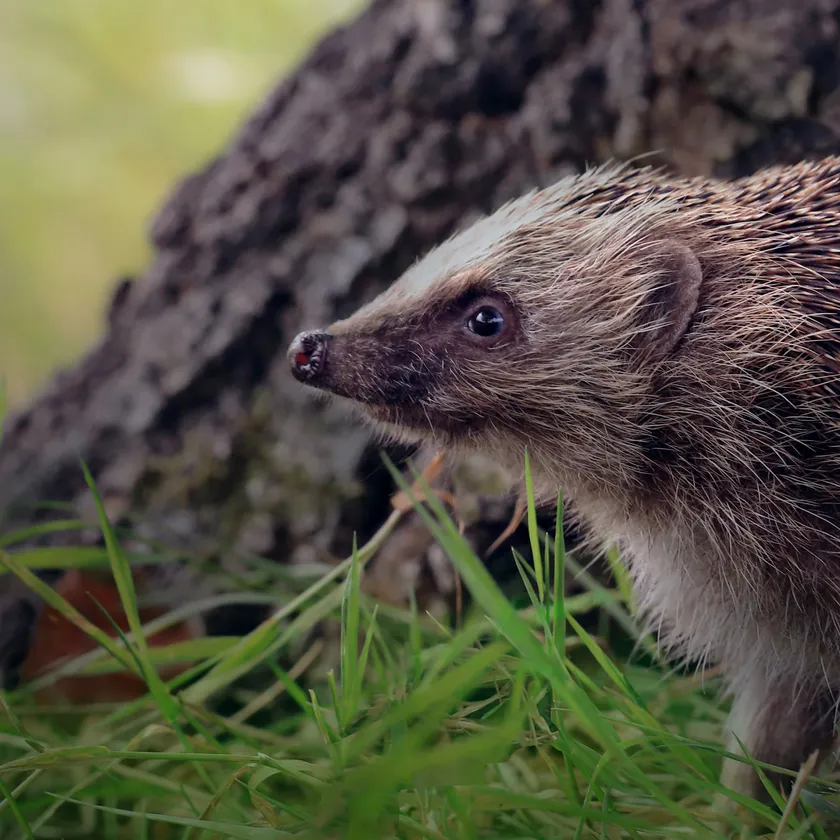 A European hedgehog standing in grass beside the roots of a tree