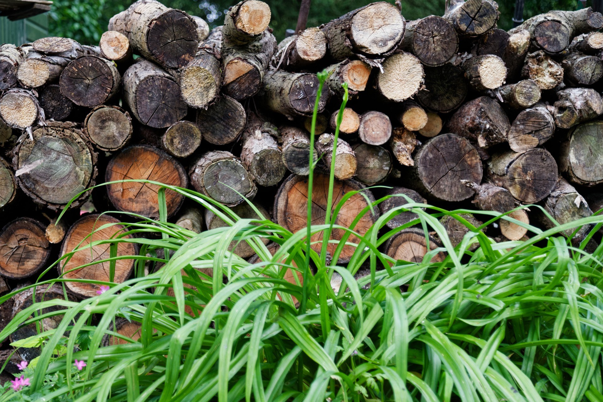 Weathered logs stacked behind leafy plants at Easton Lodge Gardens in Essex