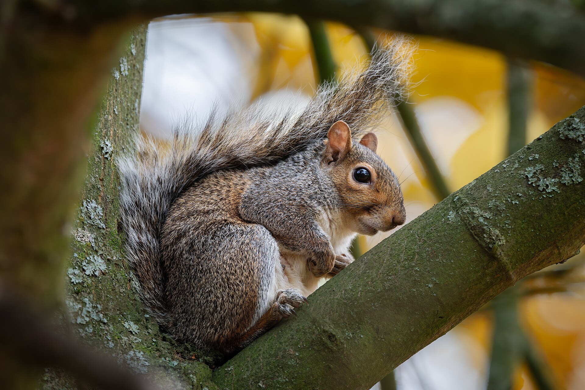 Grey squirrel crouched on a tree branch with autumn leaves behind it