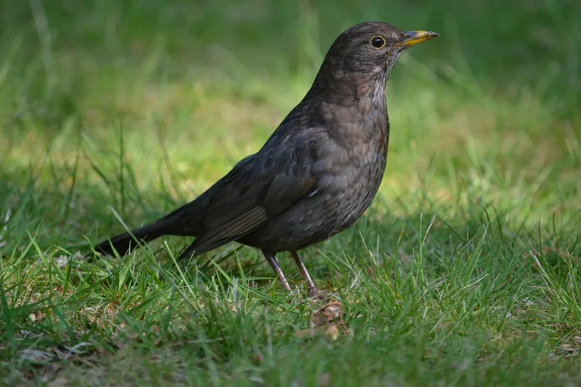 Female blackbird standing on short grass