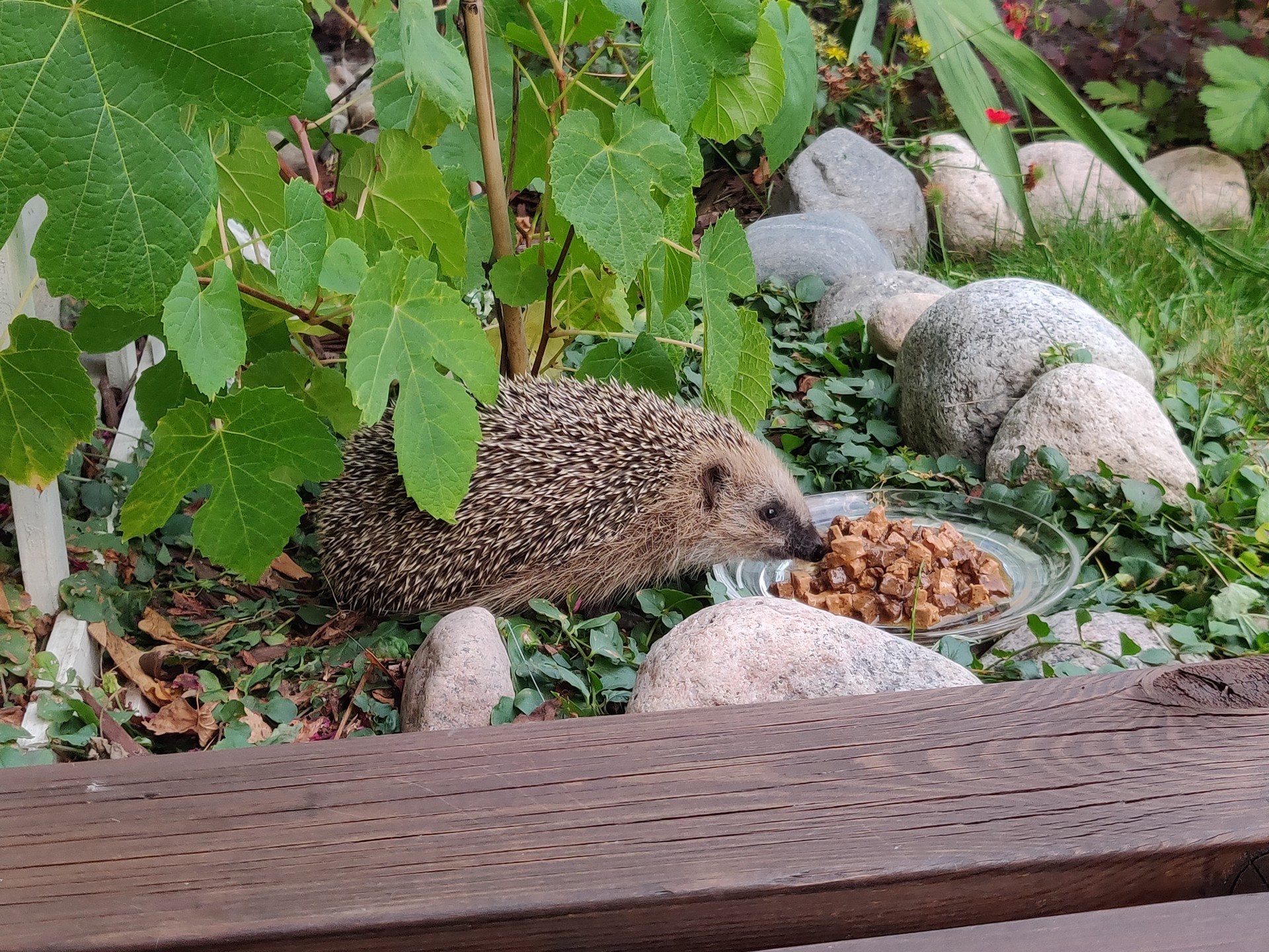 European hedgehog eating cat food from a shallow plate beside garden plants