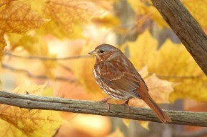 Feeding birds in autumn