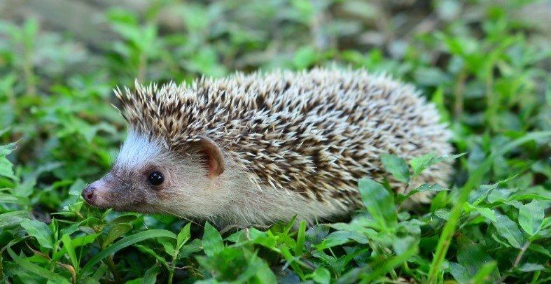 How To Attract Hedgehogs To My Garden