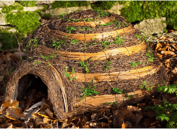 Will Rats Live In A Hedgehog House