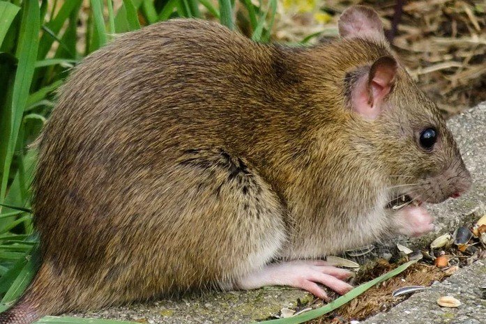 Do rats live in hedgehog houses