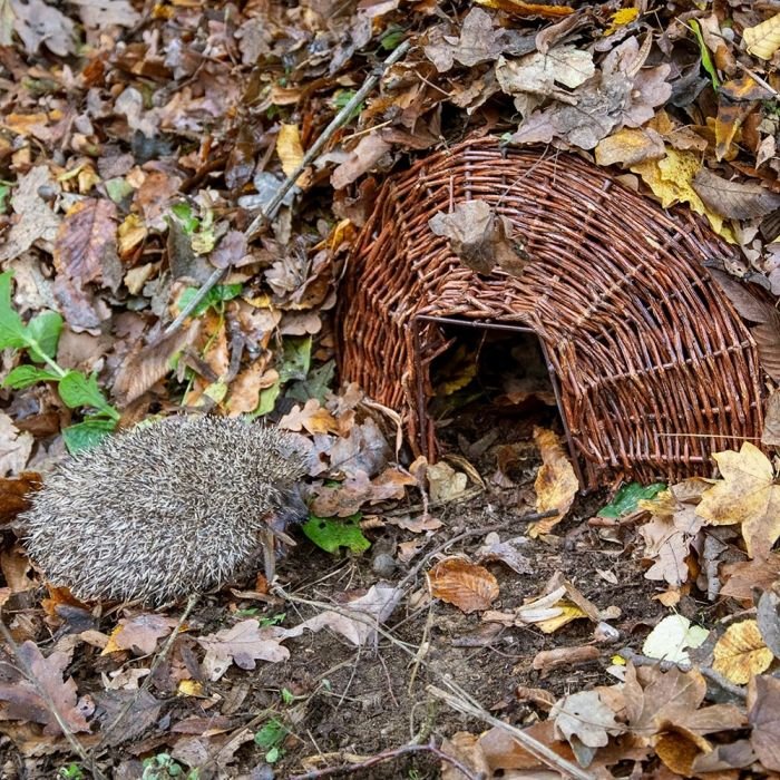 When do hedgehogs hibernate