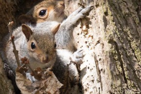 squirrel nests
