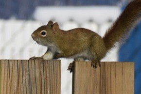 Squirrel roaming