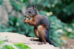 squirrel nut
