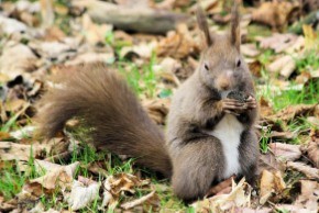 squirrel nut