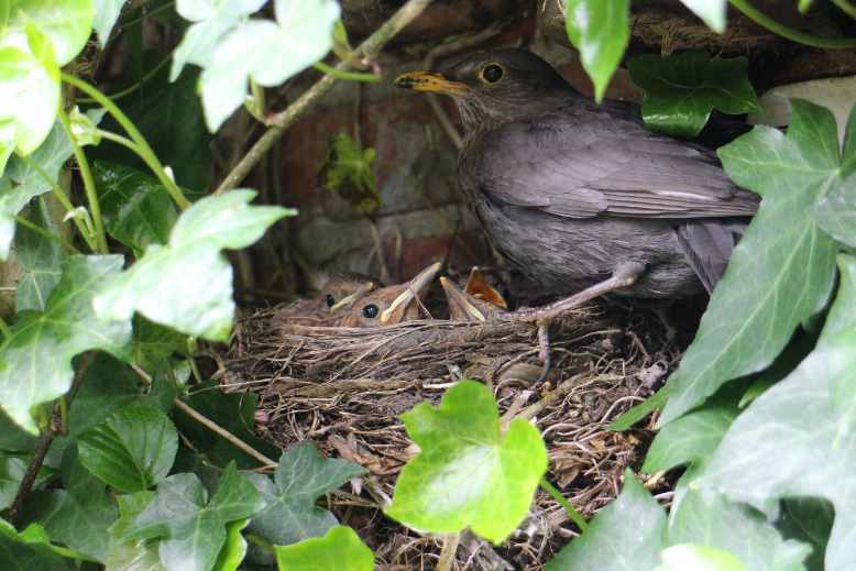 Blackbirds nest