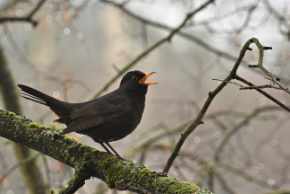 Why do blackbirds fledge on the ground