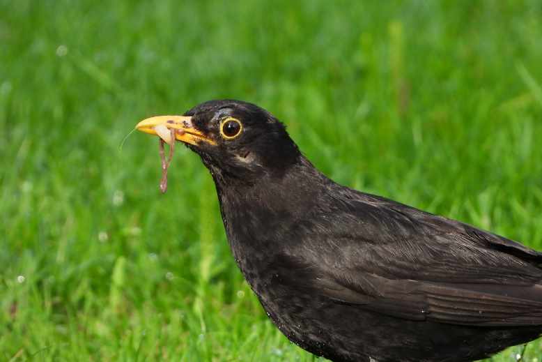 what do blackbirds eat