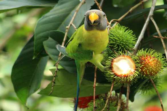 Can baby parrots survive in the wild