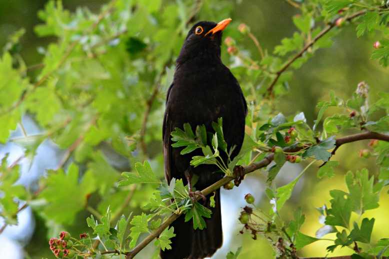 Do blackbirds return to the same garden
