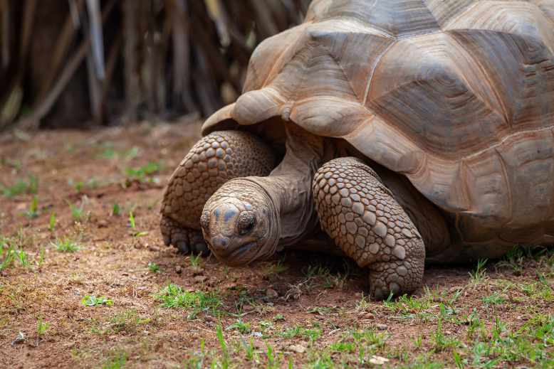 How to prevent pyramiding in tortoises