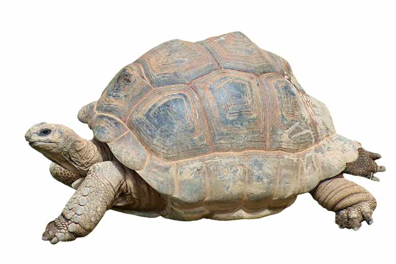 The early signs of pyramiding in tortoises you should know