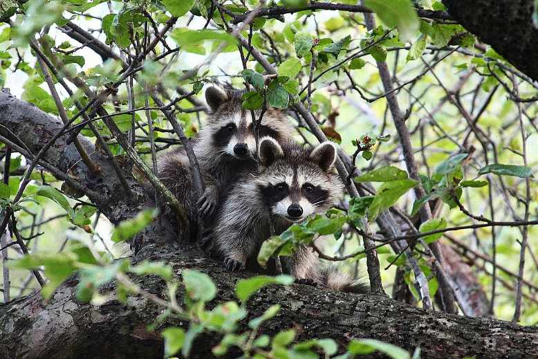 Why do raccoons fight in trees