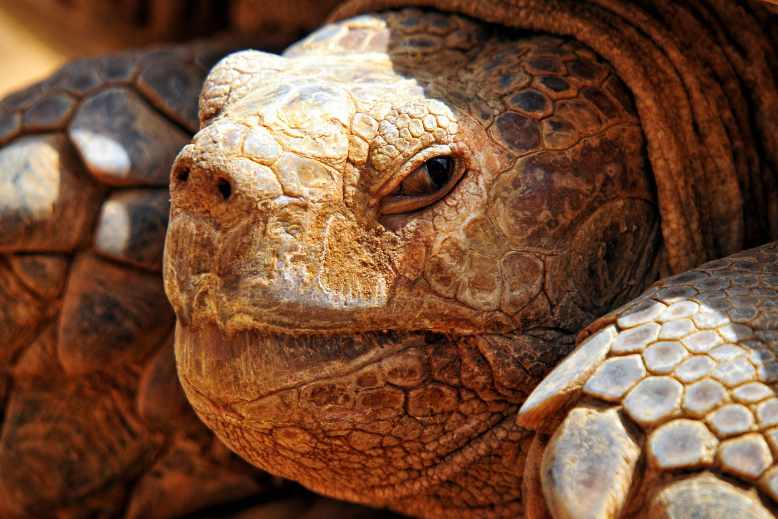 a tortoise feels threatened