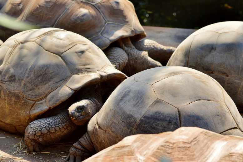 tortoises need lots of space