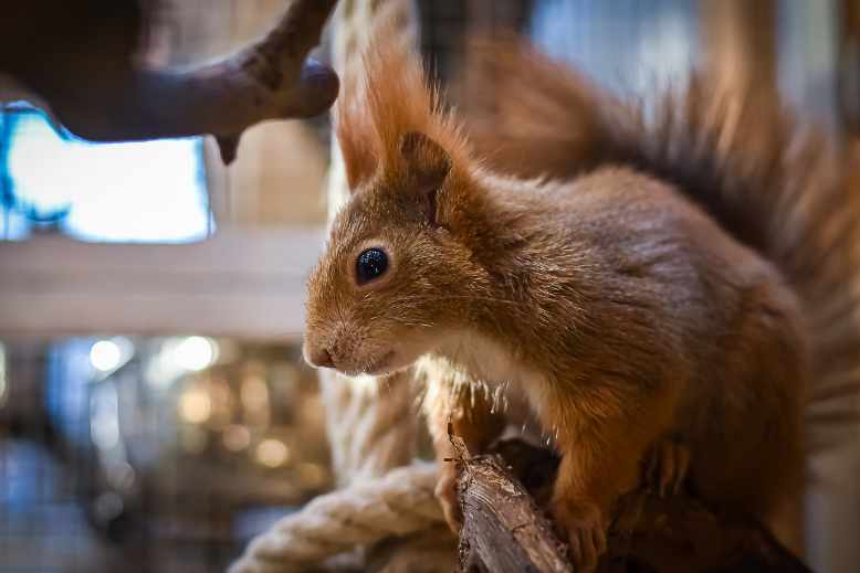 Red Squirrel Ear tufts
