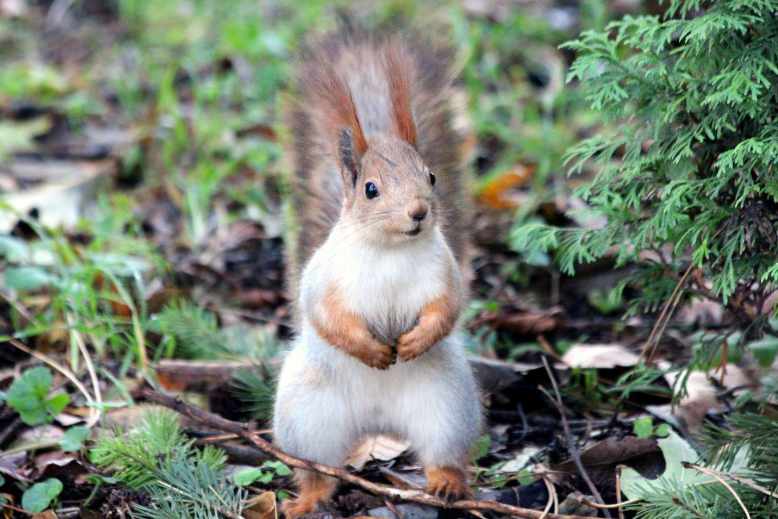 Red Squirrel Tail