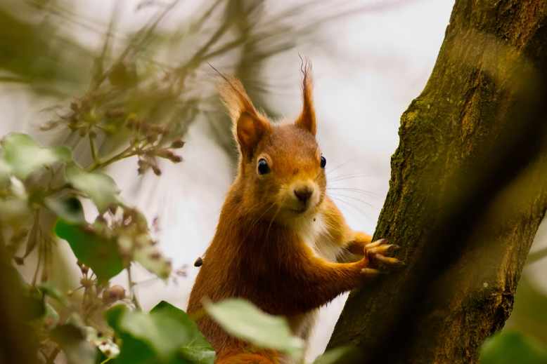 Red squirrel appearance