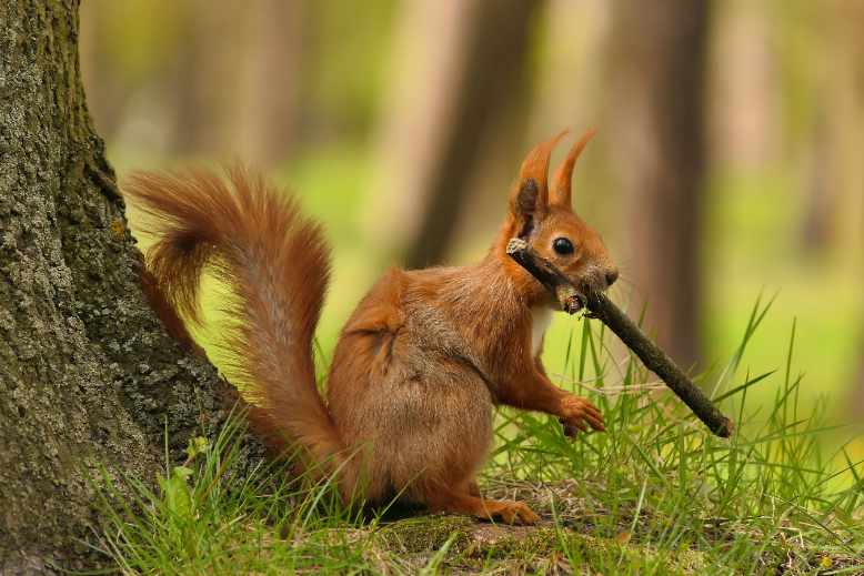Red squirrel population