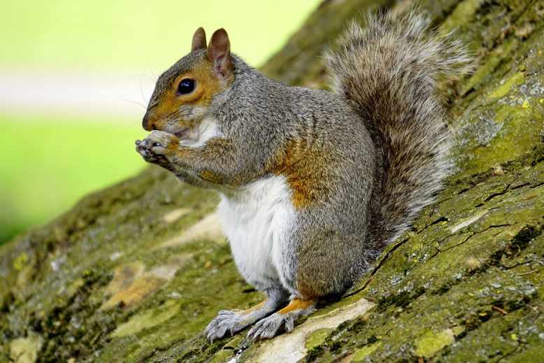 Size of a grey squirrel