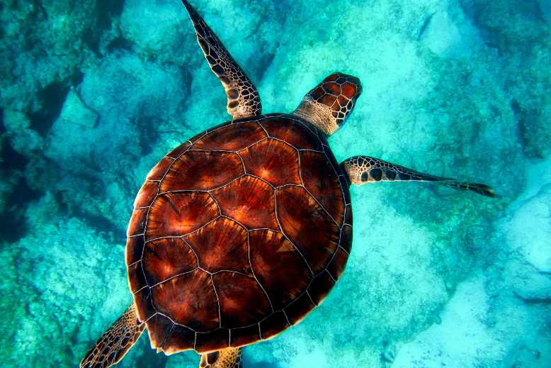 Can sea turtles drown