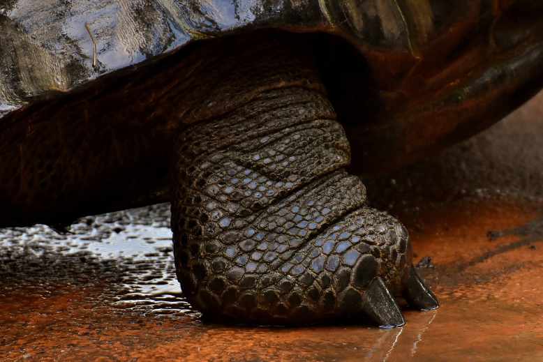 tortoises have big feet