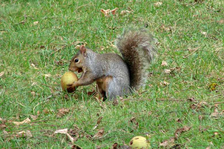 Can squirrels eat pistachios