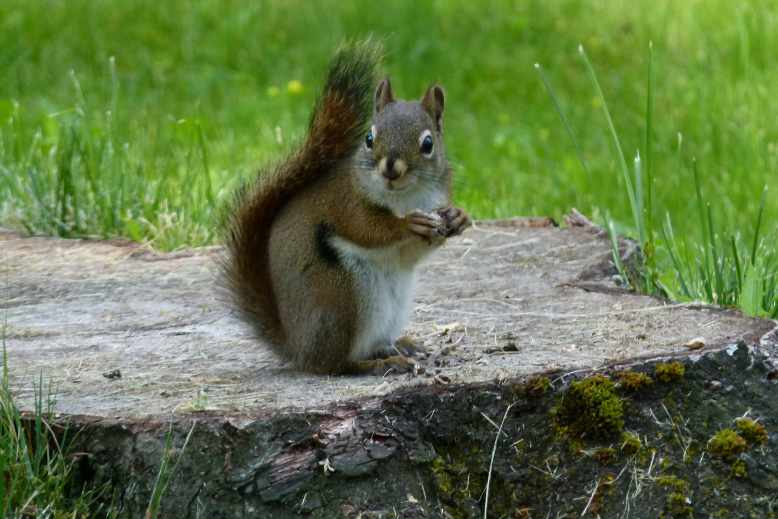 Do grey squirrels eat bread