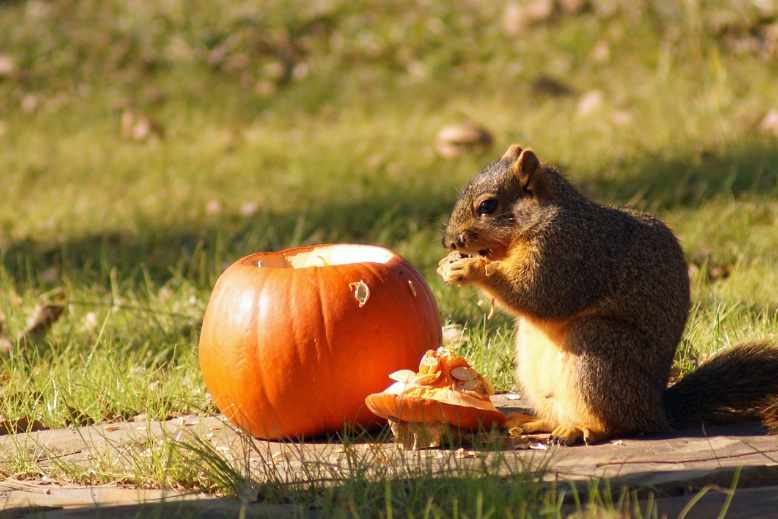 Do squirrels eat fruit