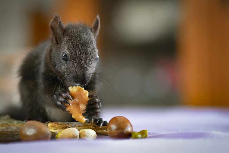 Do squirrels eat raisins