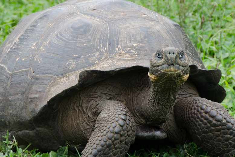 how powerful is a tortoise's night vision